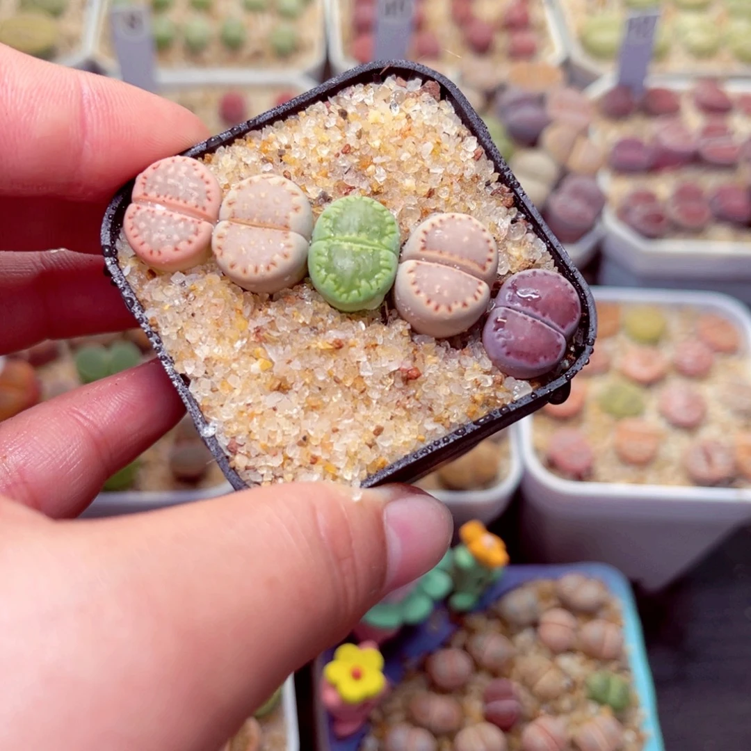 173号带盆包邮发货