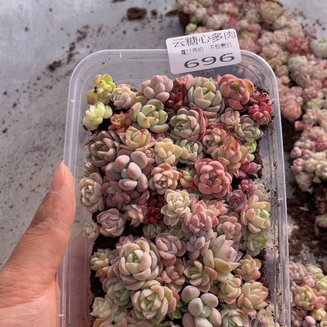 云糖心多肉植物696