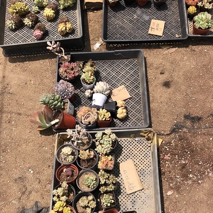 夏多肉植物。山东临沂