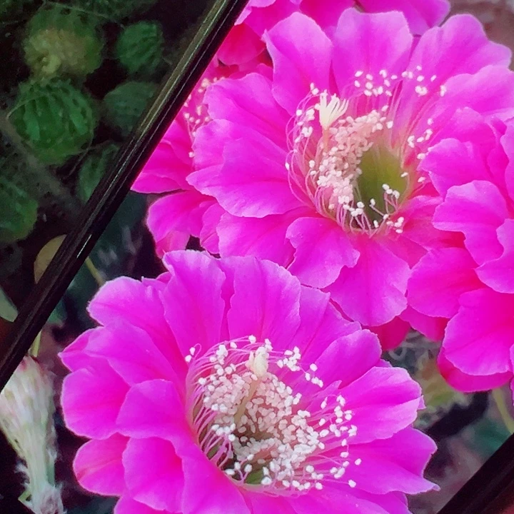 彩草 风车 侧芽 厘米 满20包邮