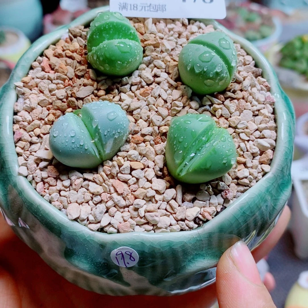 生石花花哈哈哈哈478