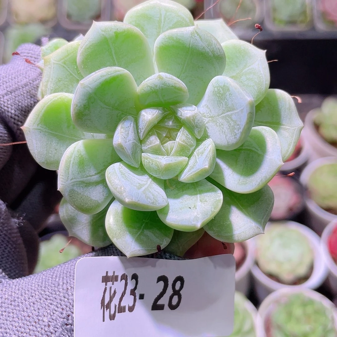 花利美23-28新品