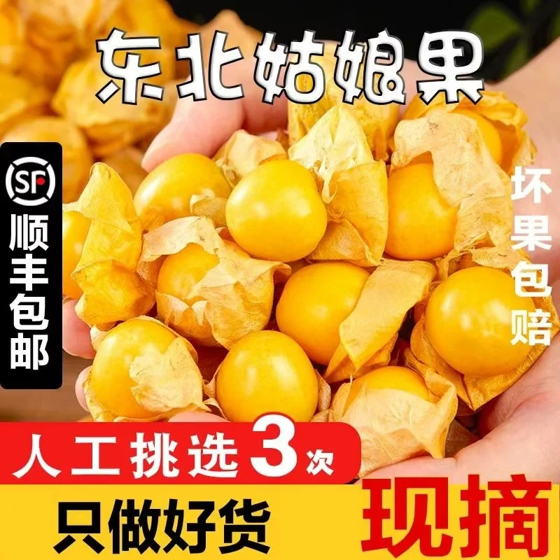 【顺丰送货上门】坏果包赔现摘姑娘果整箱东北灯笼果应季香甜姑娘果