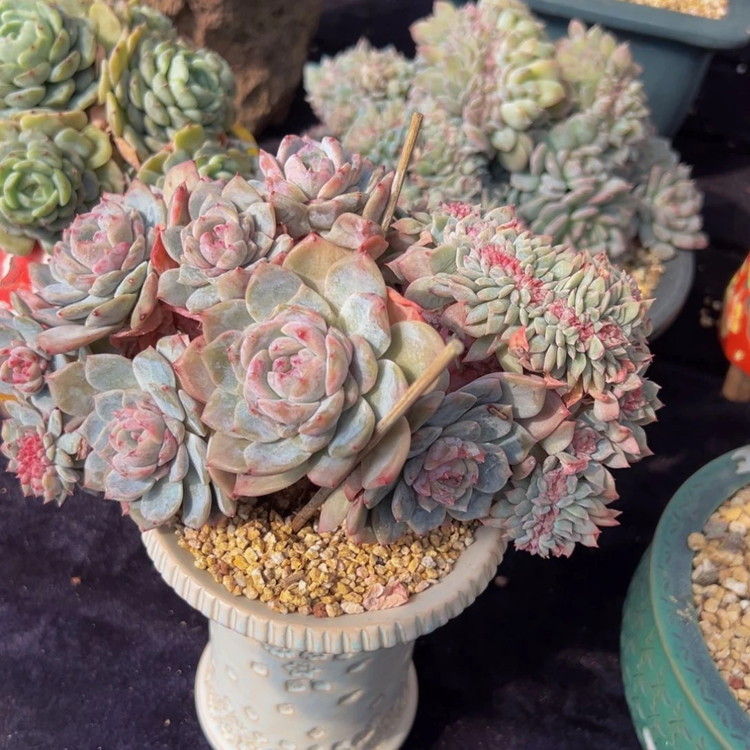 水蜜桃 新年快乐 新年快乐