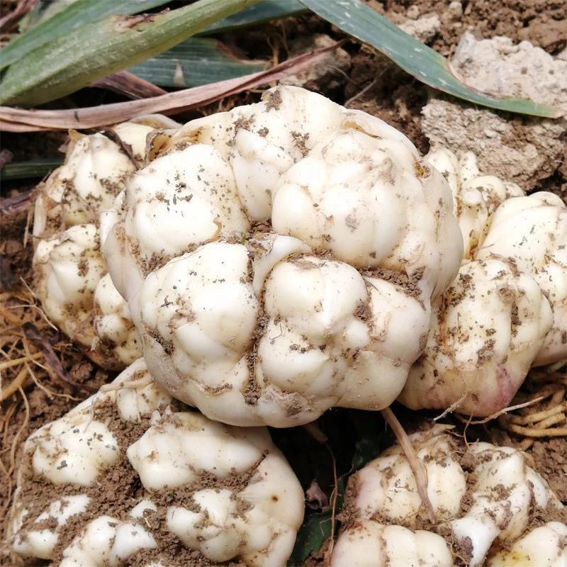 云南腾冲新鲜百合食用微苦现挖新货包邮土特产