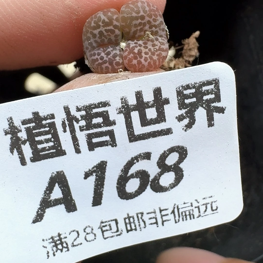 多肉植物的润泽地地方