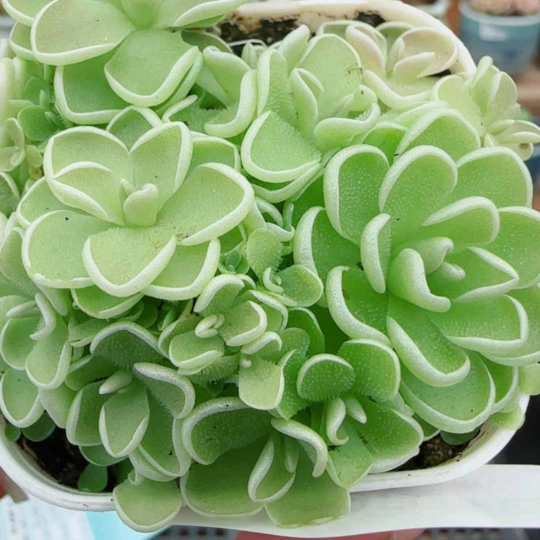 花语逸镜0927-41爱丽丝捕虫堇