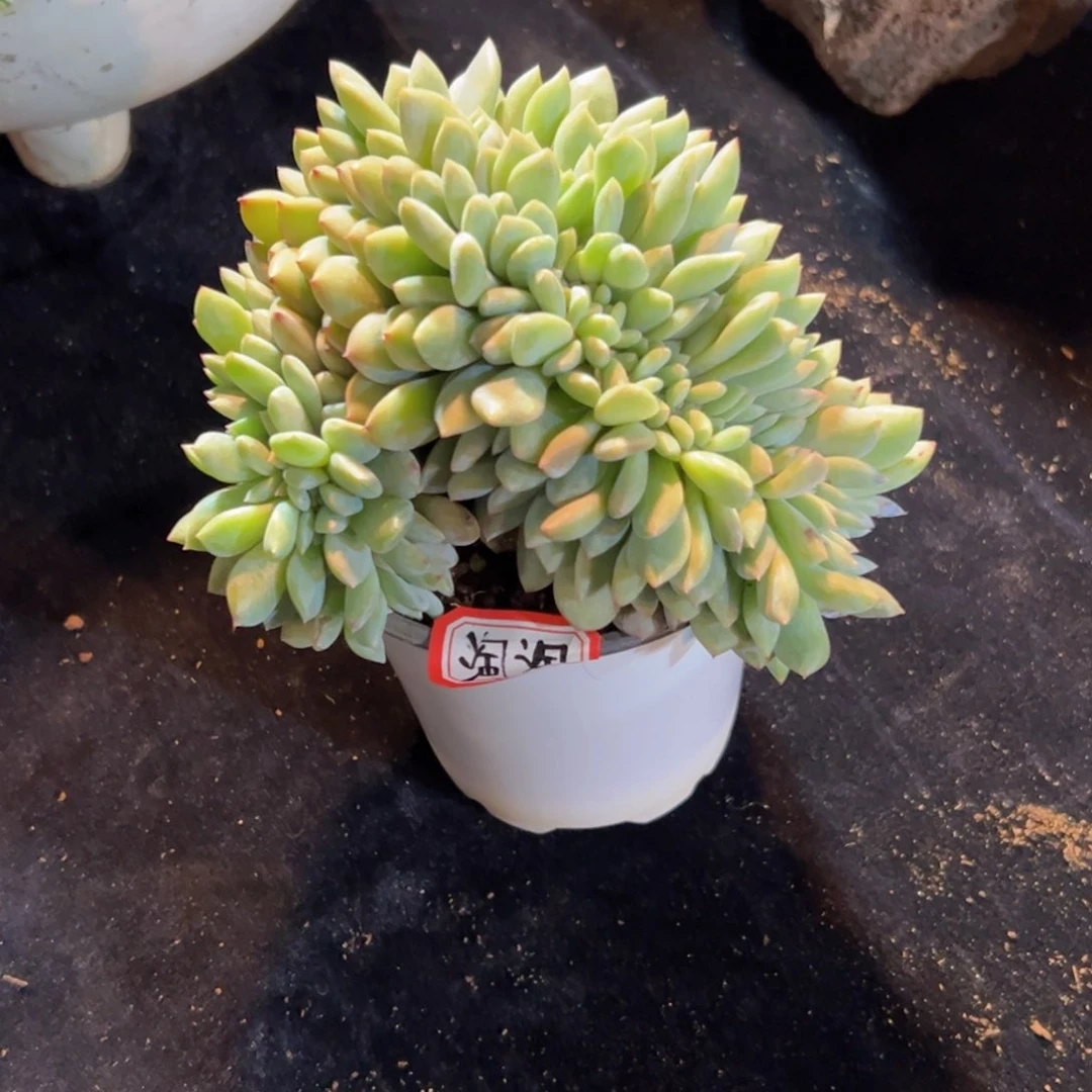 我***淘新年快乐