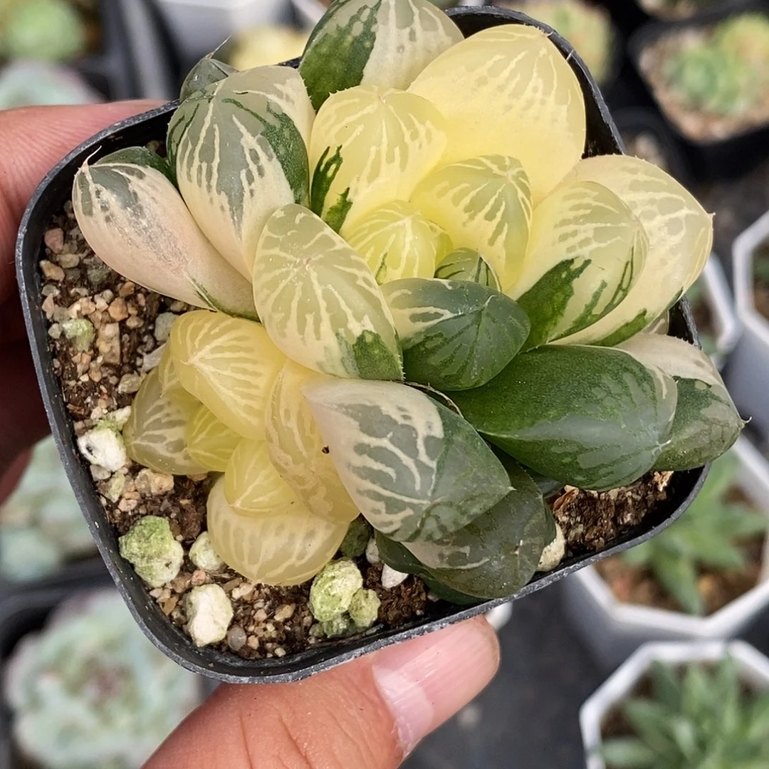 玉露锦30包邮非偏远