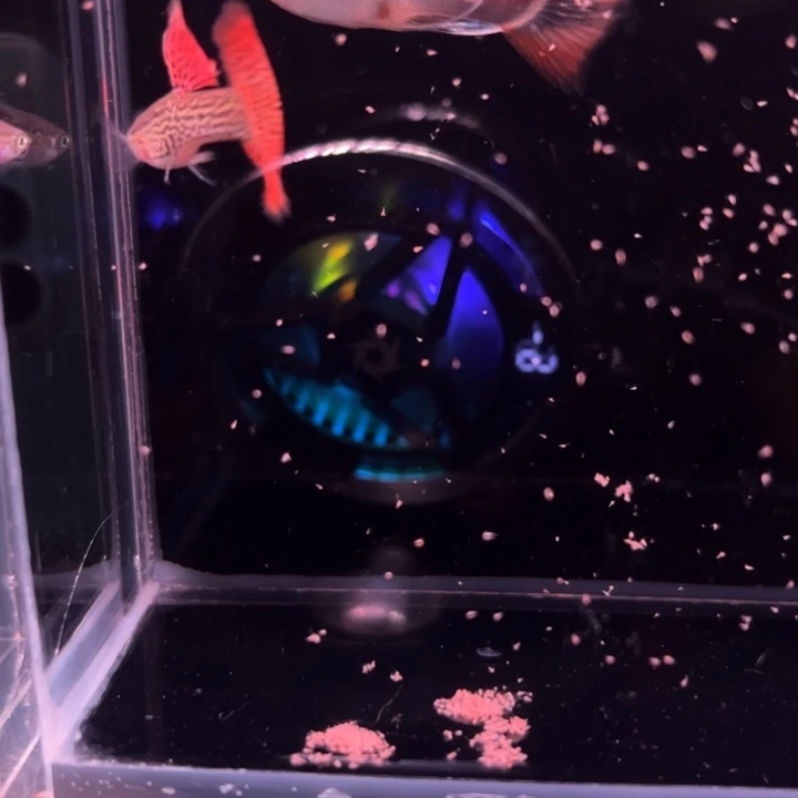 孔雀鱼细纹红蕾丝大C1对