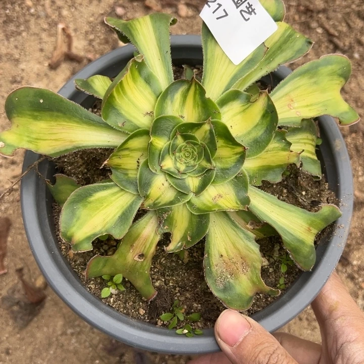 暴君多肉植物217法师