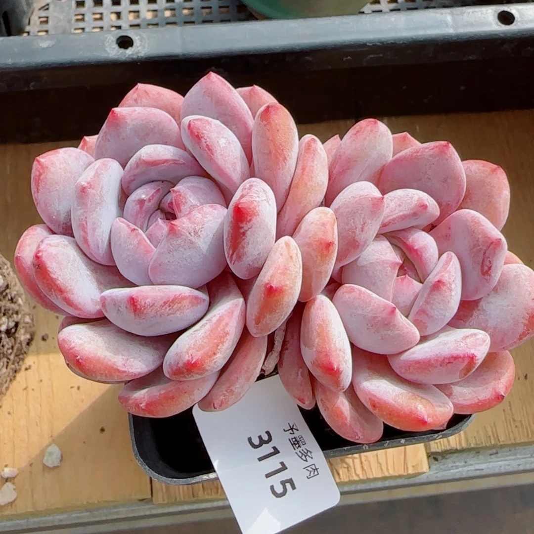 星影，3115多肉植物