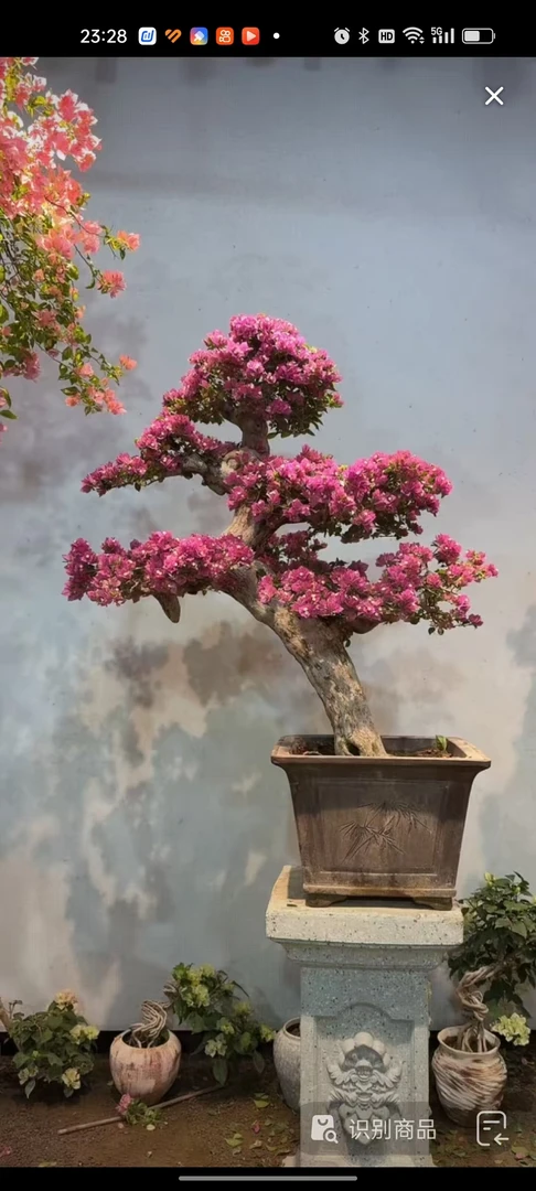 三角梅盆景年功小叶紫