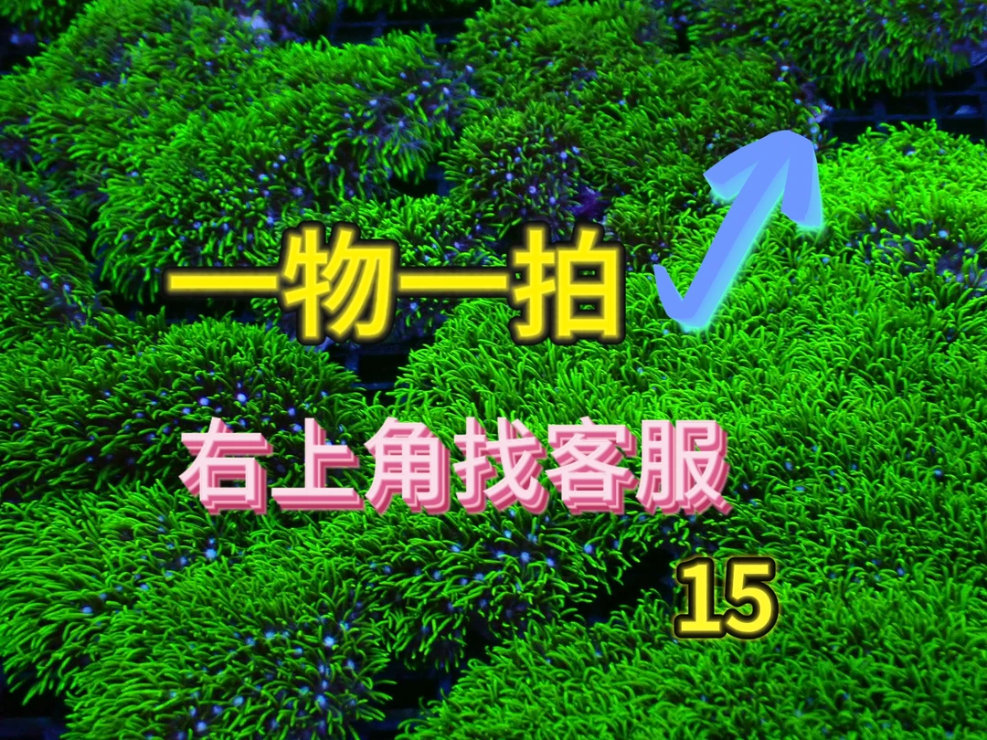 水草植物，一物一拍，客服链接右上角,如没按客服要求拍，一律发草皮