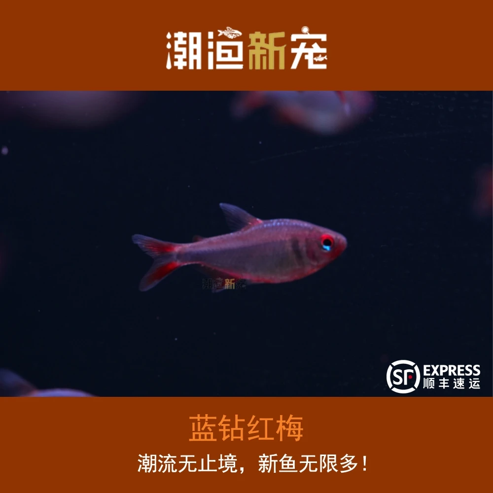 蓝钻红梅 热带小型观赏灯鱼 顺丰包邮包损