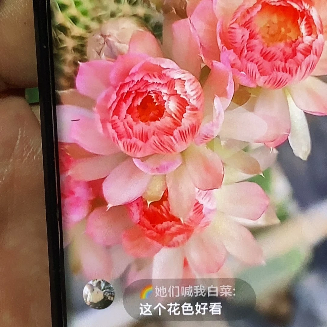 丽 3–111侧芽歪20包邮/3–4公分