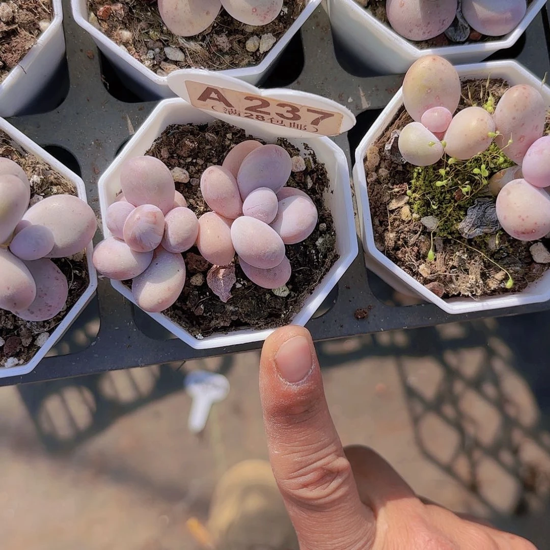 A237奶酪一物一拍