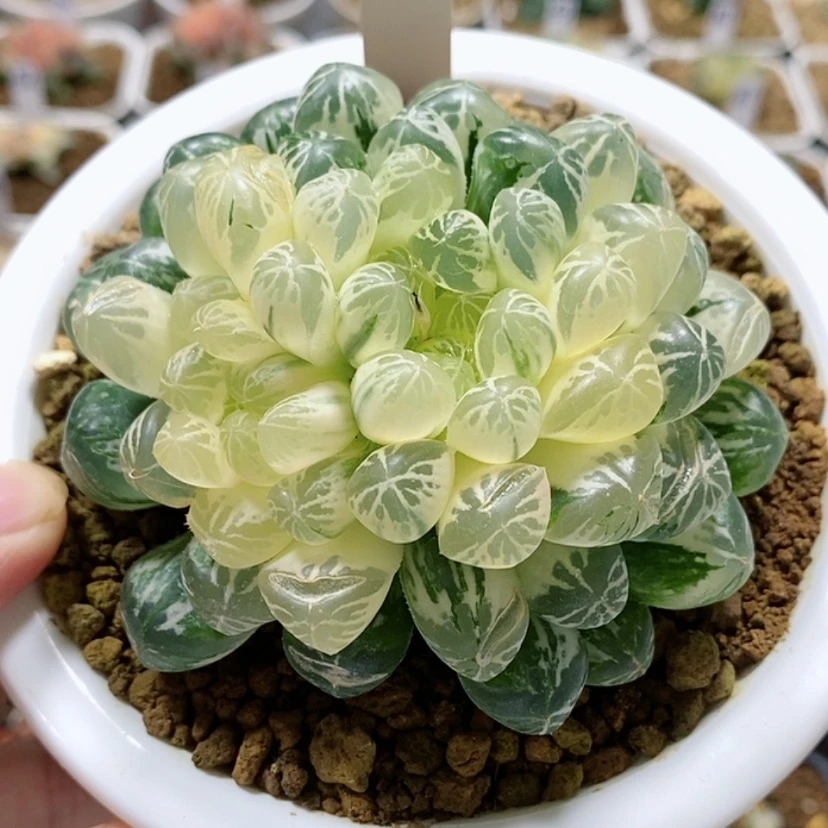 【闪购商品】151塑料皮