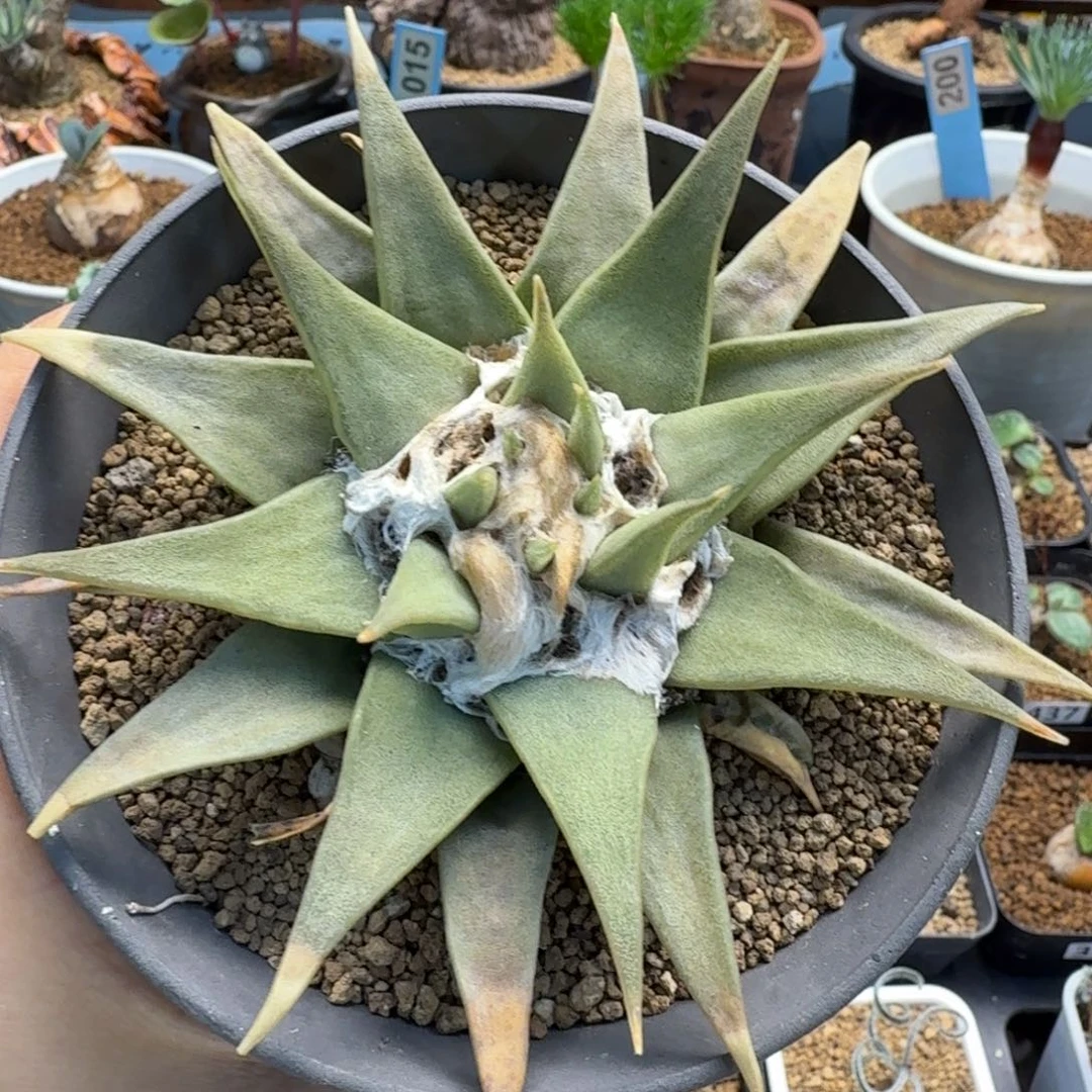 实生牡丹137 仙人球