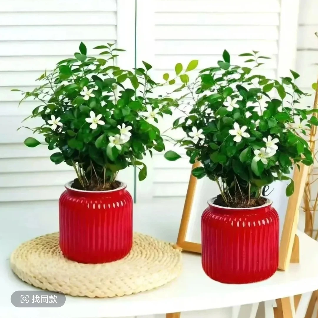 【买一送一】九里香室内净化空气美观四季常青办公室桌面绿植盆栽