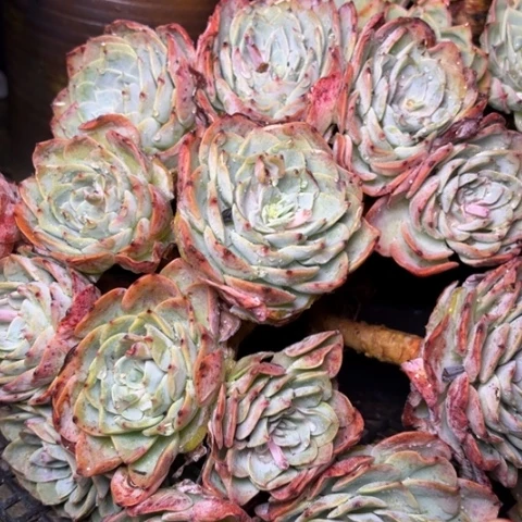 越**好多肉植物的植物