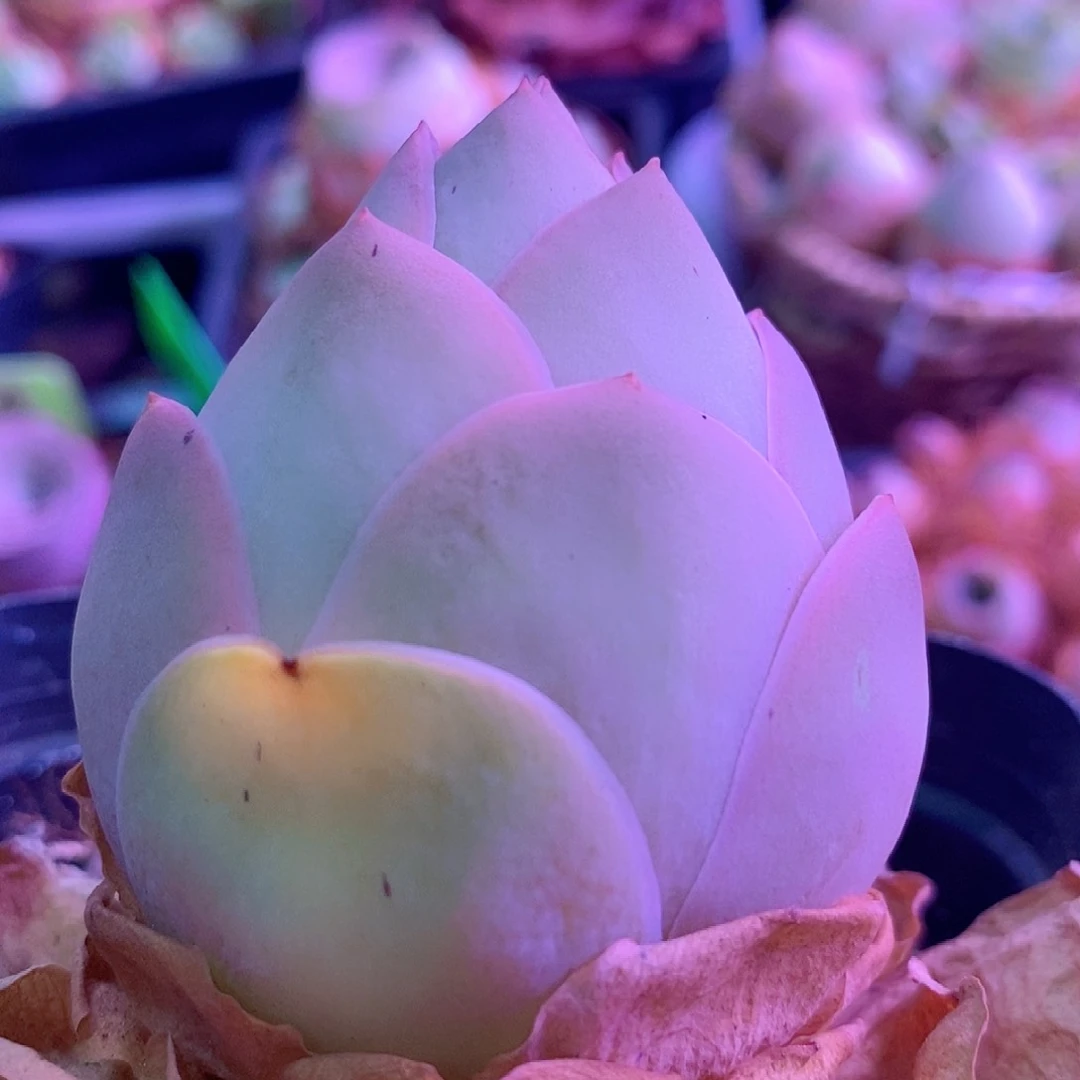 水蜜桃单头一物一拍002