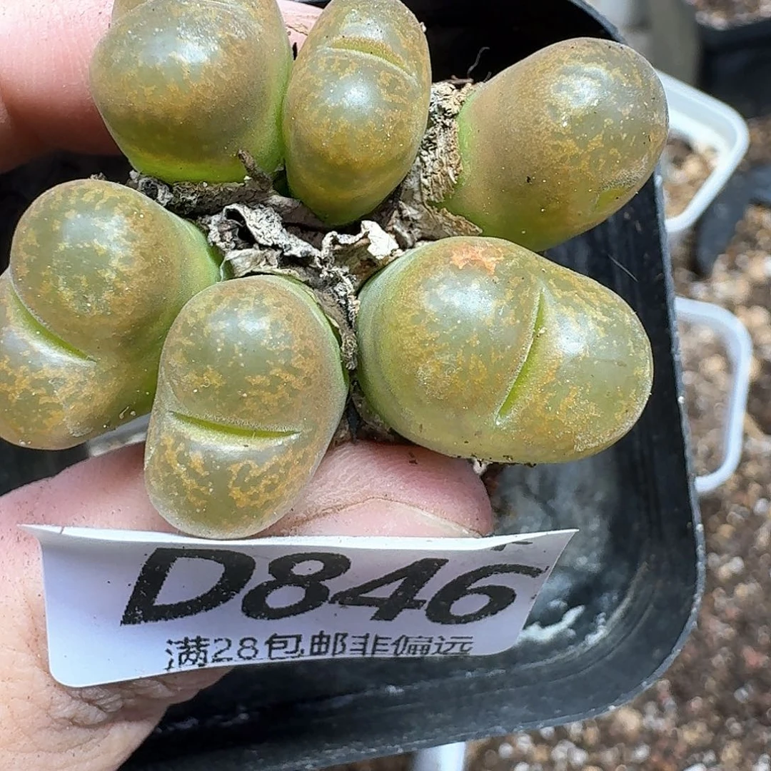 多肉植物的润泽日子