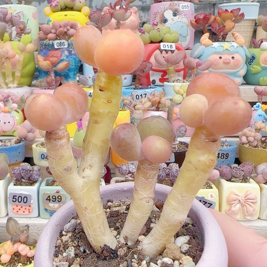 L 粗桩金蟾 盆口4cm