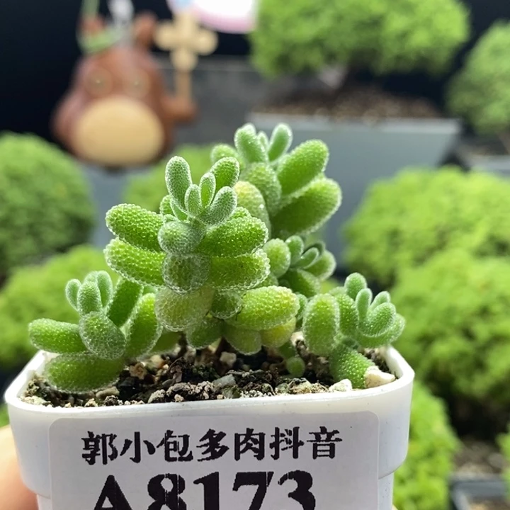 优选冰晶8173枝干番杏