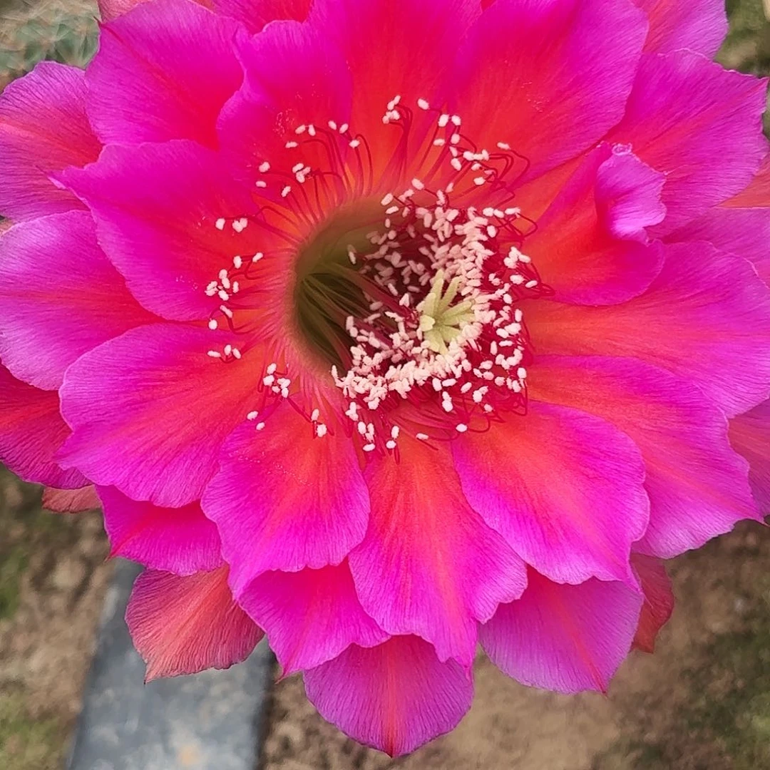 带根闪耀彩带根仙人球瑕疵4-5公分