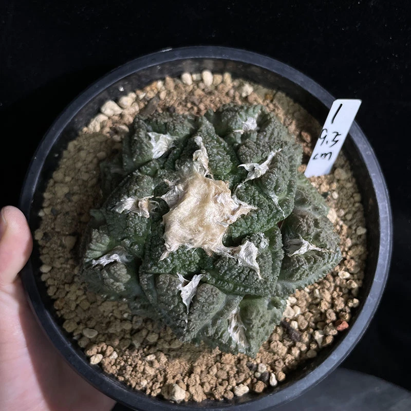 妩花肉[上新]龟甲（牛土）丹仙人球岩牡丹属AriocarpusFissuratus