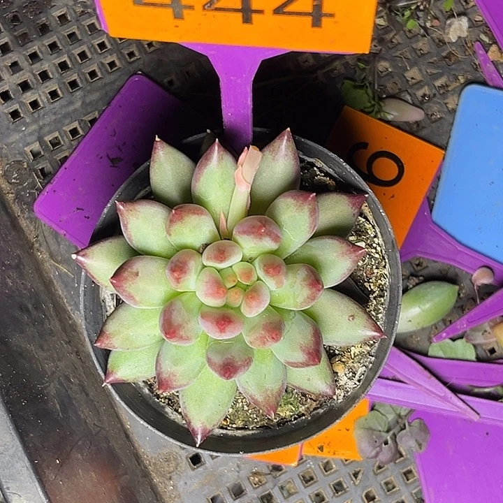 多肉植物二代虞444