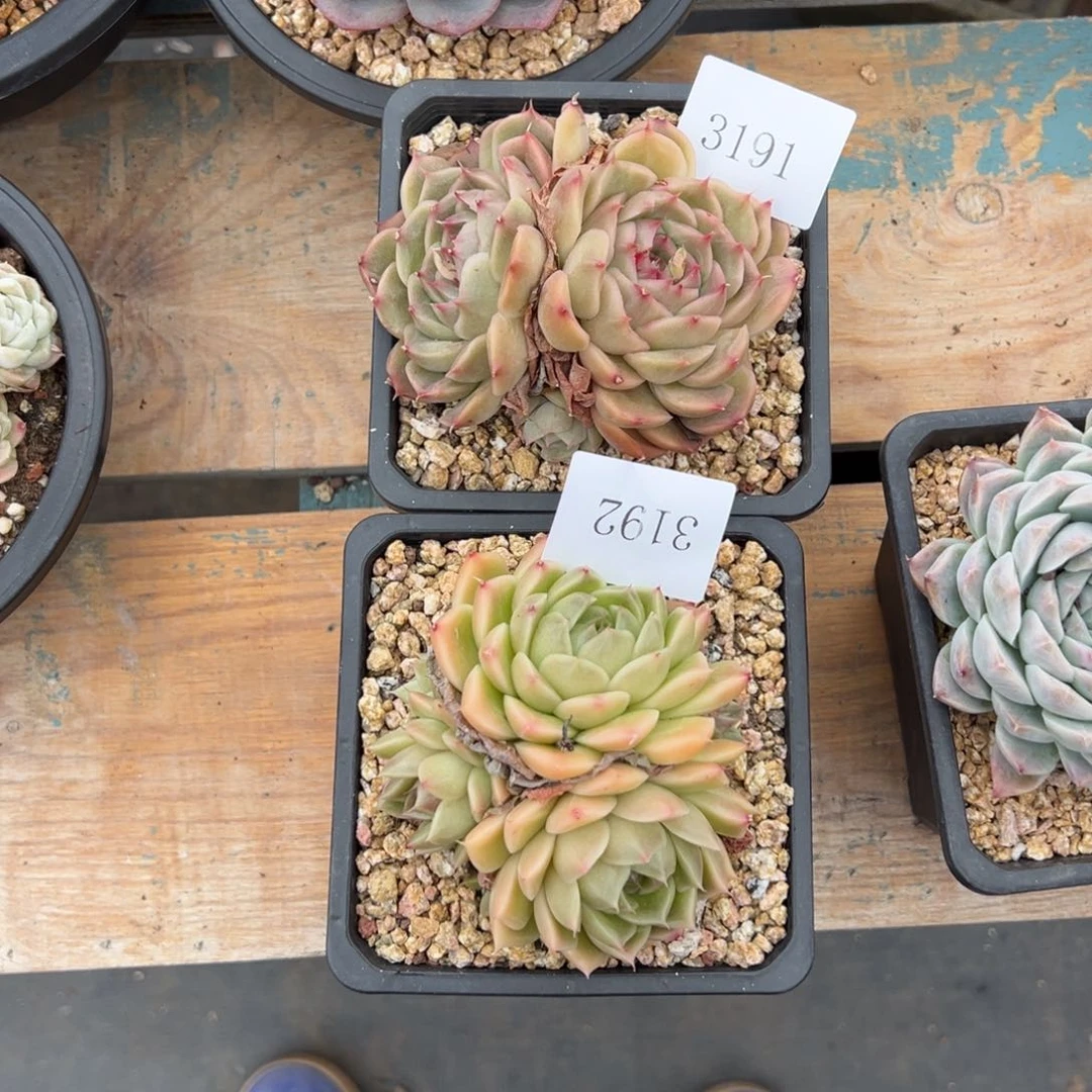 Z****霞3192，3191多肉多多多