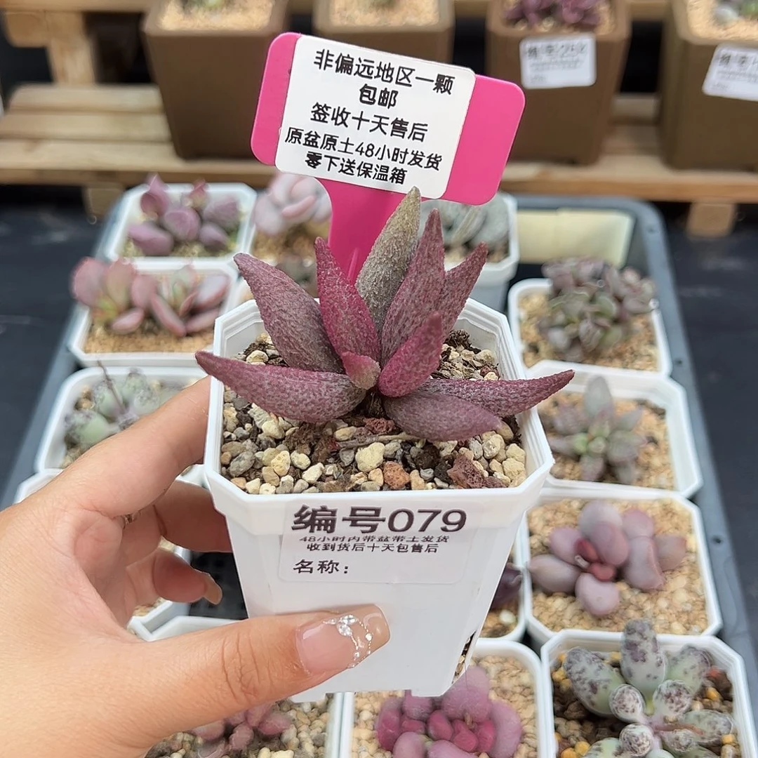 079猪尾巴多肉植物