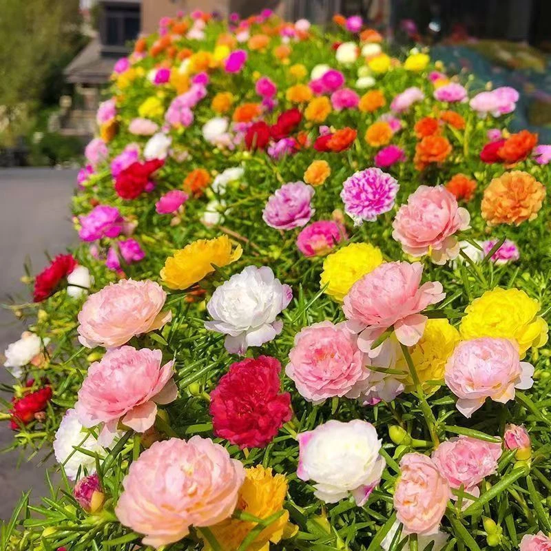 带盆带土带花苞发货重瓣太阳花苗混色庭院阳台花卉