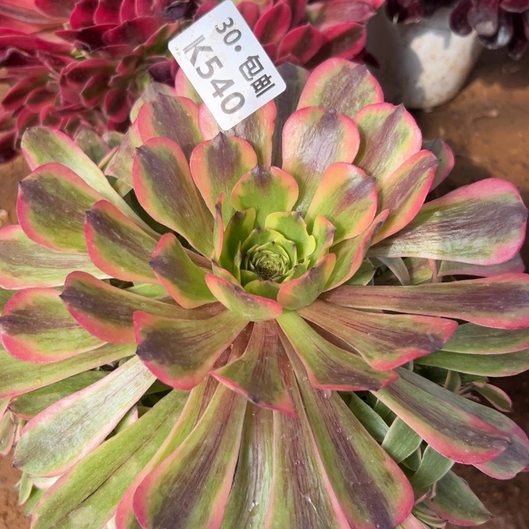 540粉美姬满20包邮