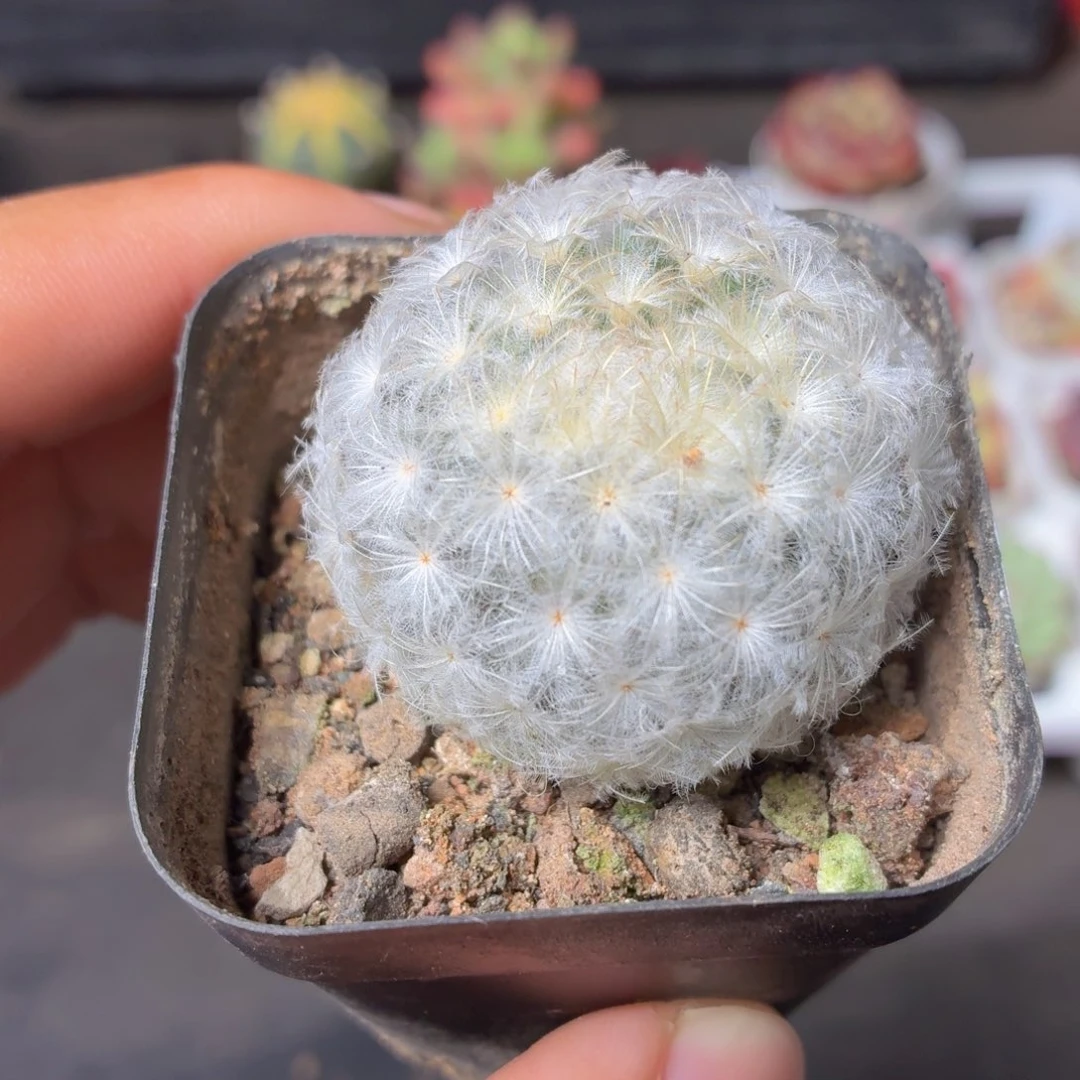 白星多肉9.9包邮发货