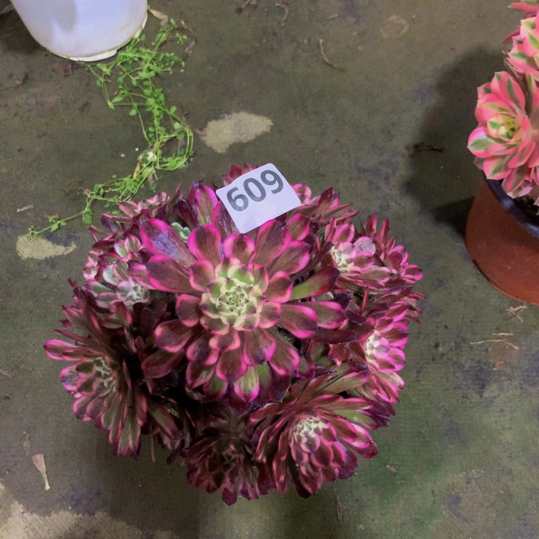 【闪购商品】鼠*?德芙60900000000000