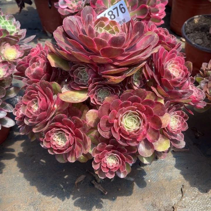多肉植物,。。876克拉恋人,