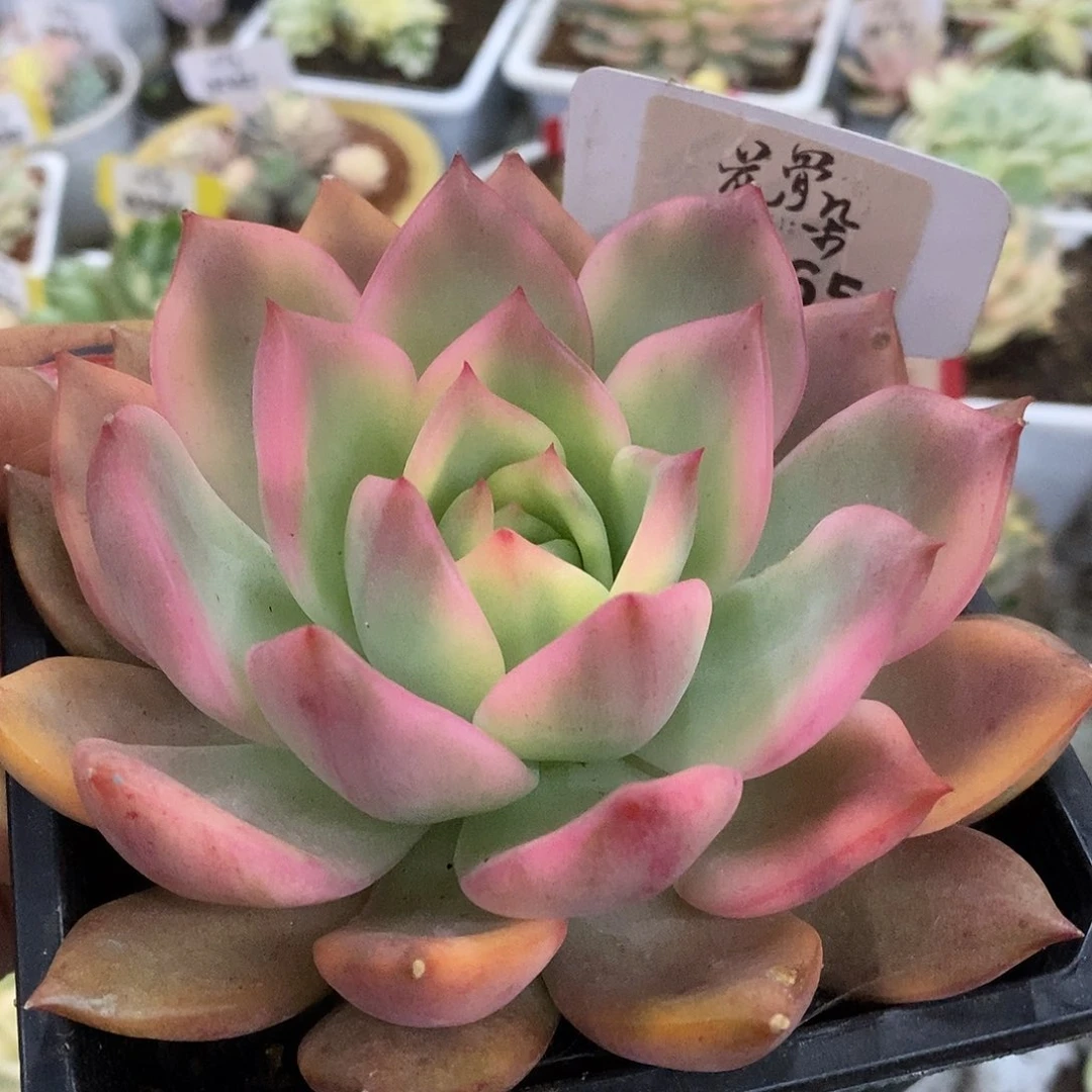 665哈哈哈哈哈哈哈哈哈