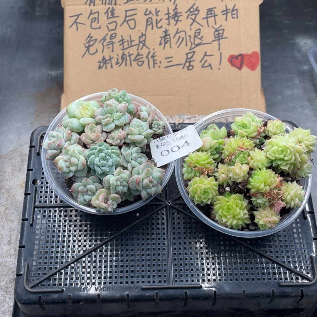 云糖心多肉植物004