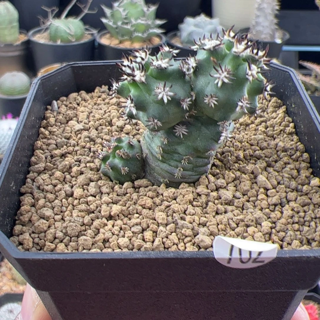 短豪刺青花虾实生一物一拍702