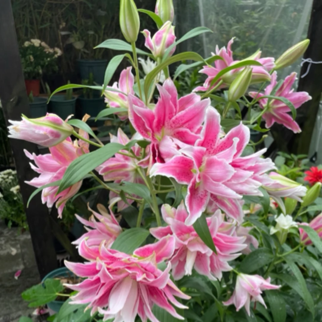 一颗《伊莎贝拉》重瓣香水百合