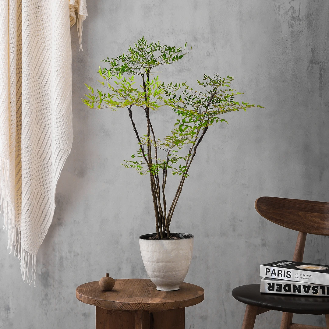 南天竹盆栽侘寂风室内客厅办公室桌面摆件净化空气绿植物花卉盆景