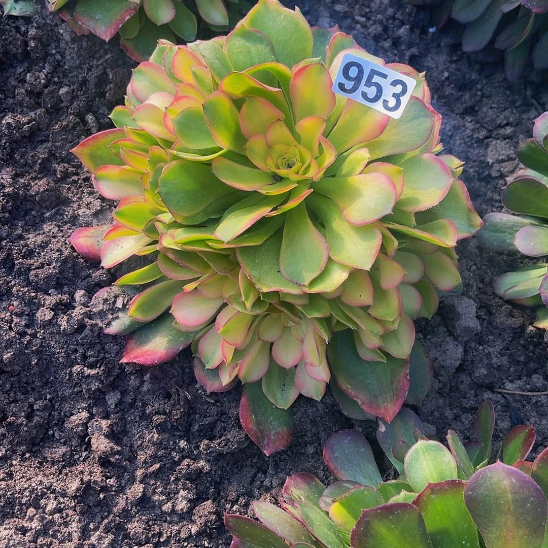 法师法师16–20包邮法师