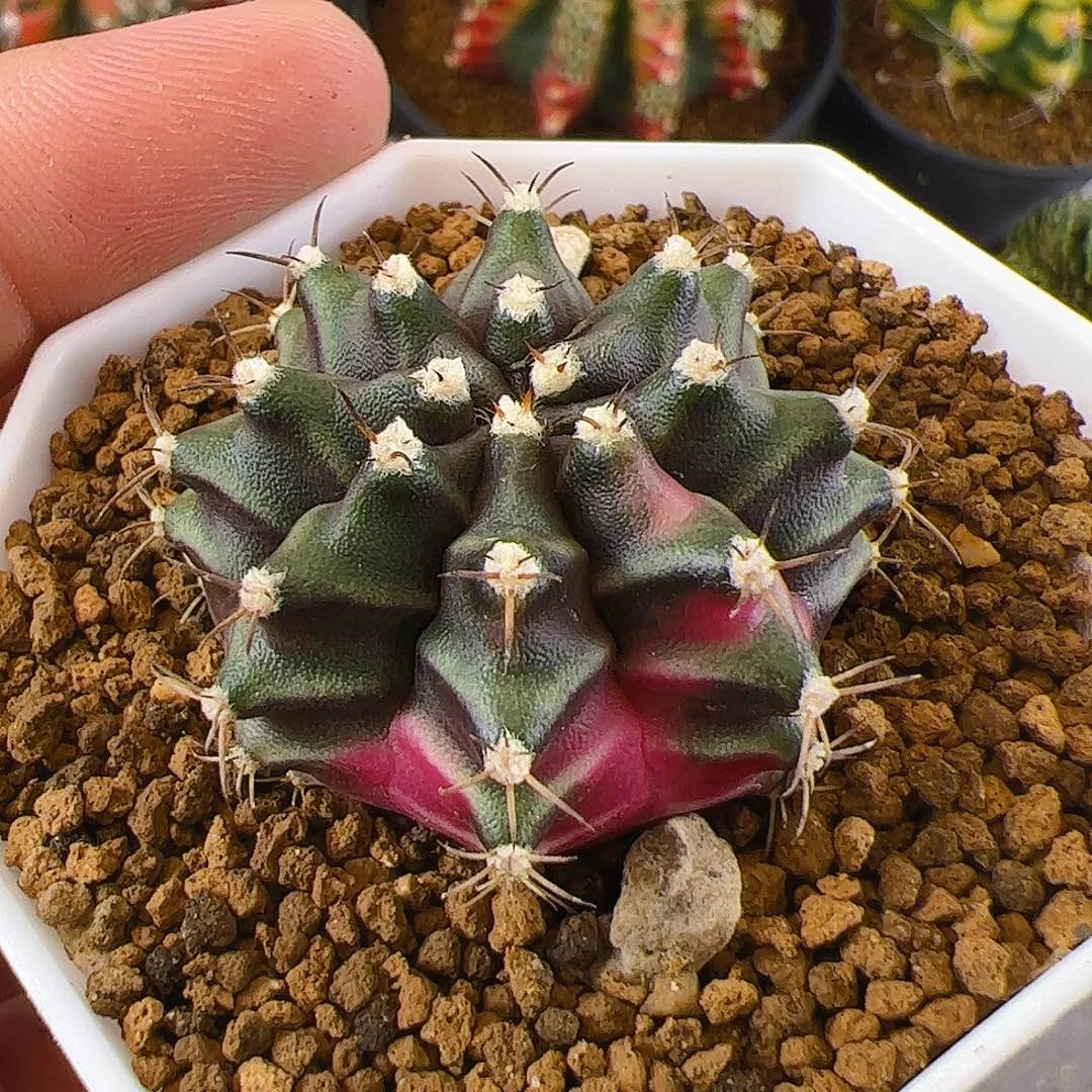 大部分开放少量花苞140