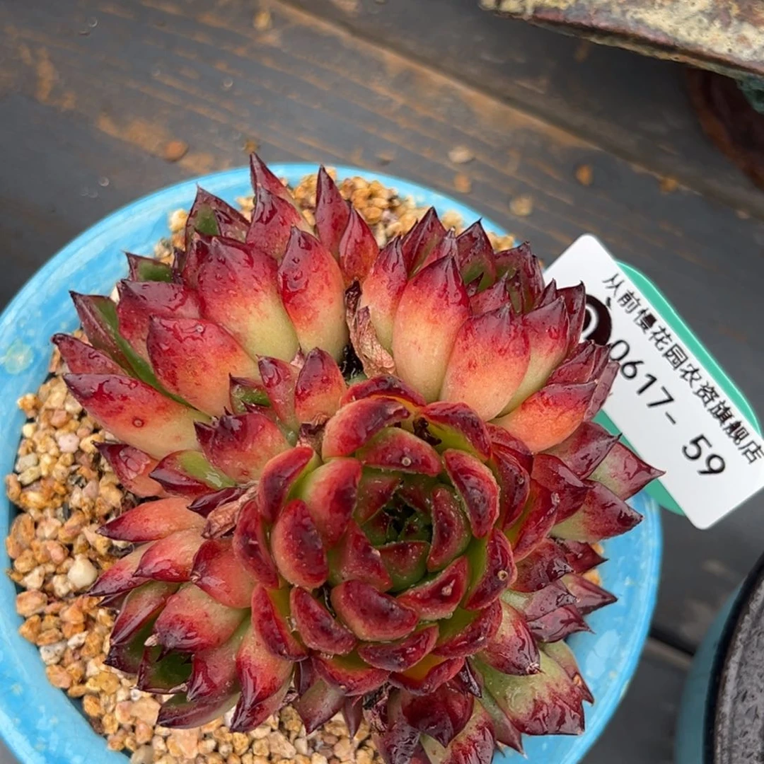 从前慢多肉精选编号0617.59