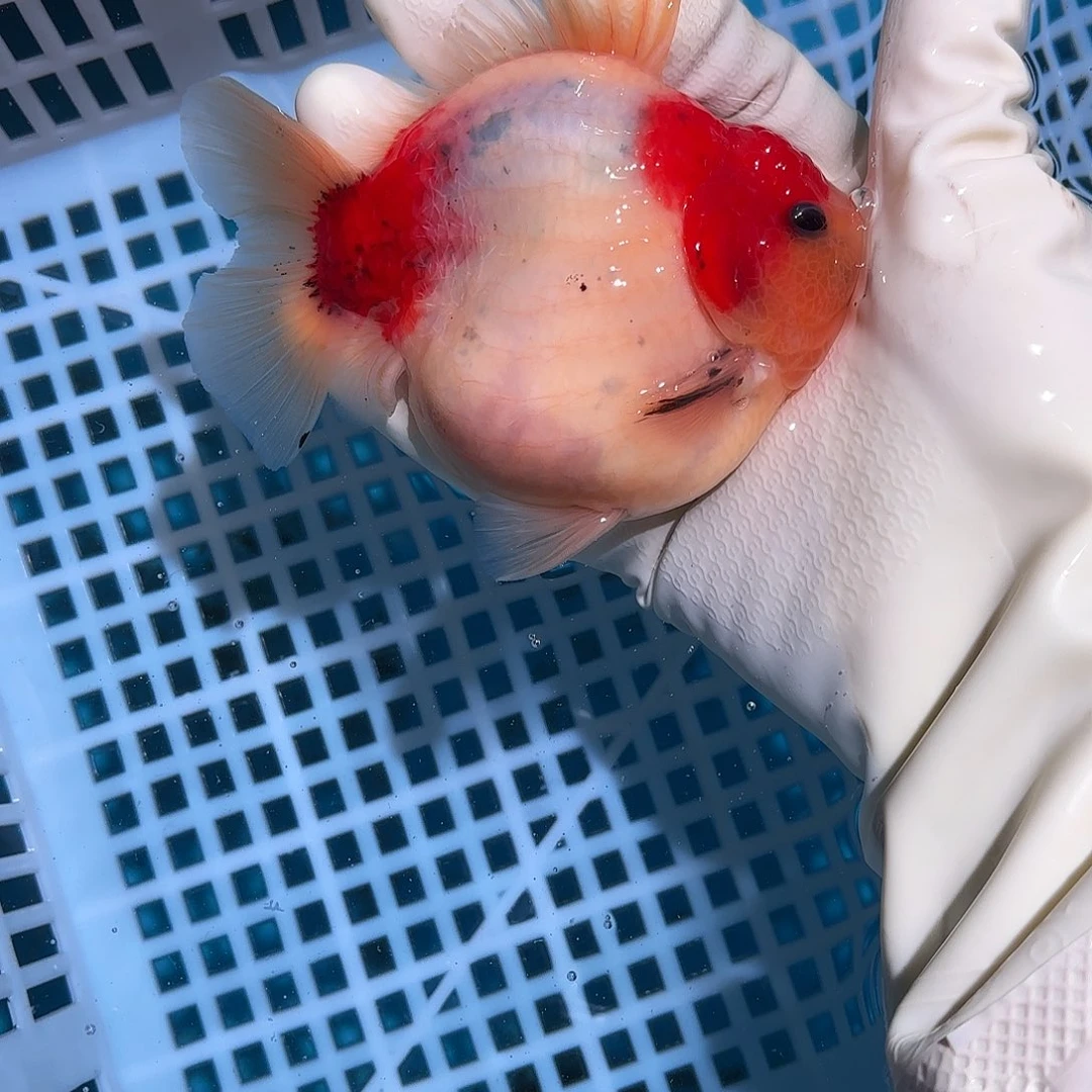 金鱼金鱼284852485