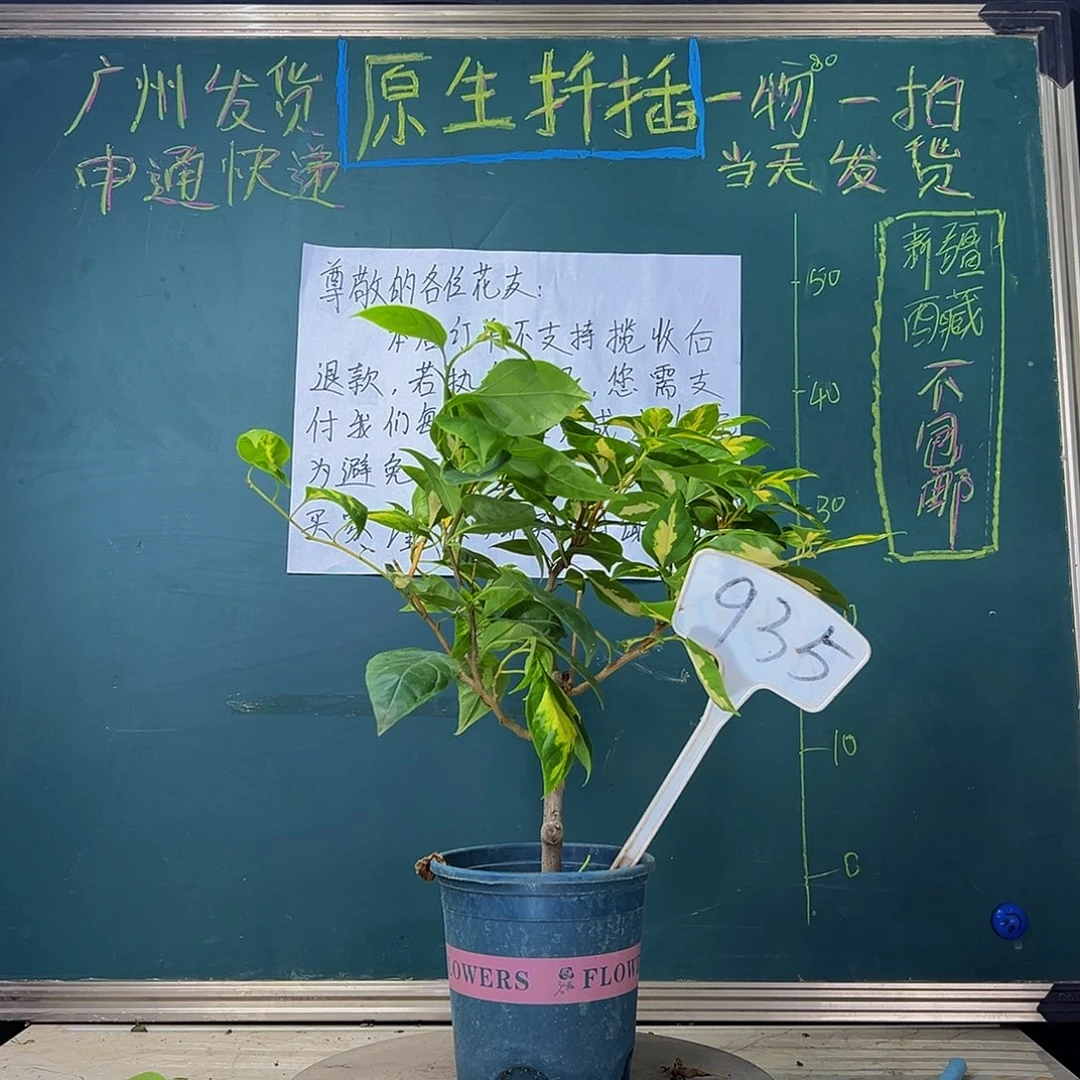 当前无花栽培后可以开花 福利 金心橙白橙粉公主同株 935