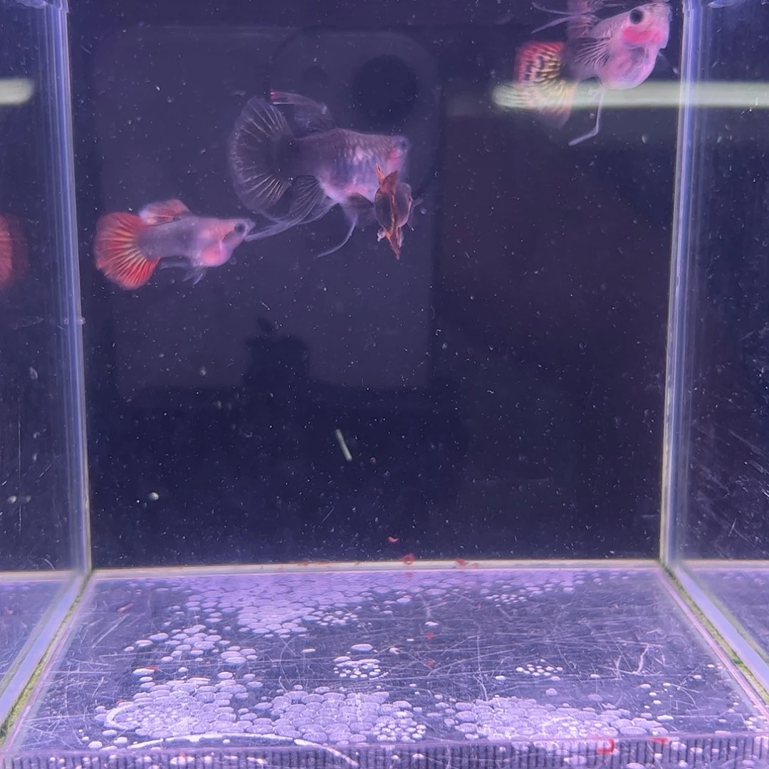 猴***子孔雀鱼红龙玻璃猫C2对有一只C母背旗挑断了